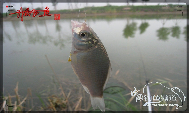 马踏湖国家湿地公园远足,马踏湖国家湿地公园游览路线