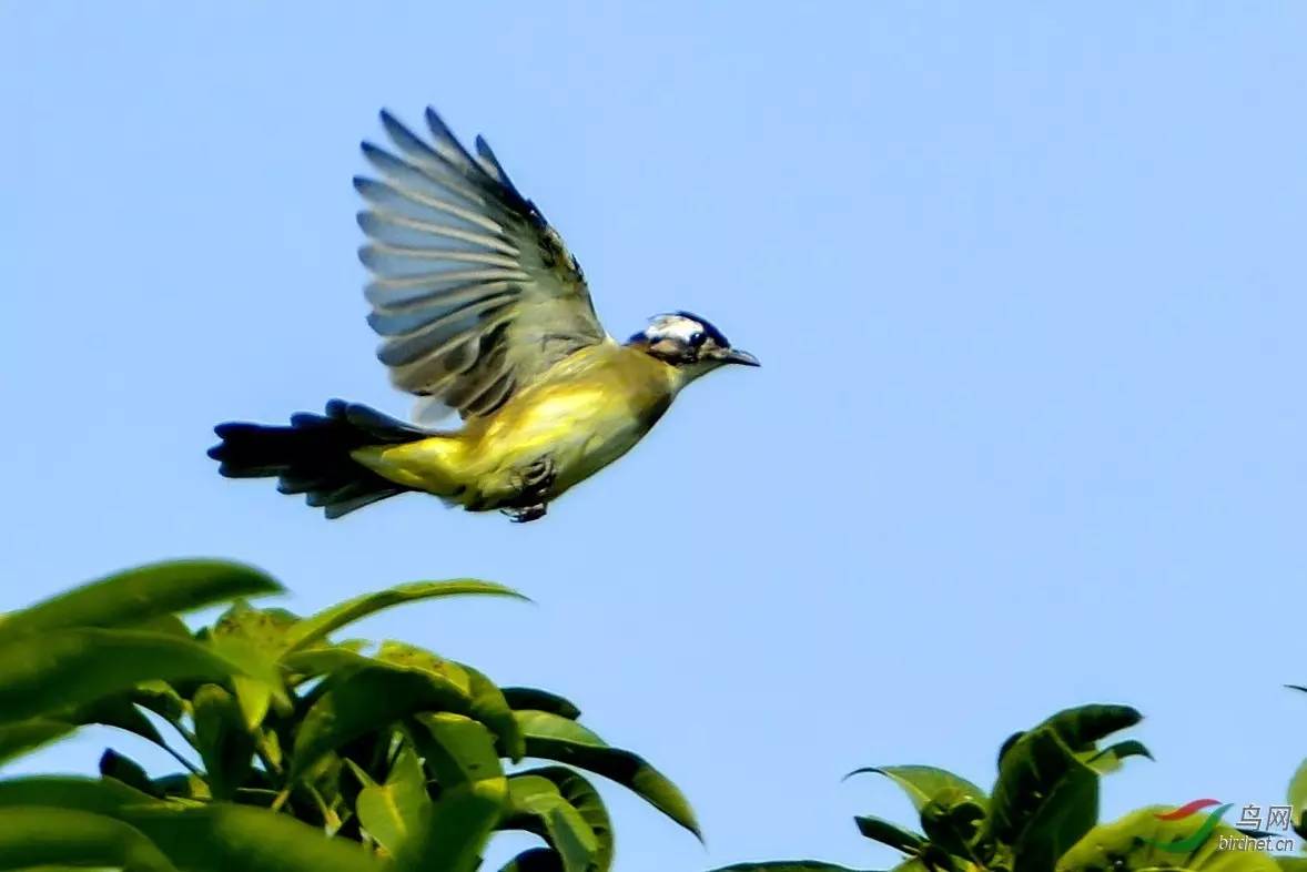 植物果实怎么分类,植物果实的分类