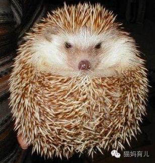 兔子与刺猬童话故事简笔画,小鸡球球和小刺猬简笔画