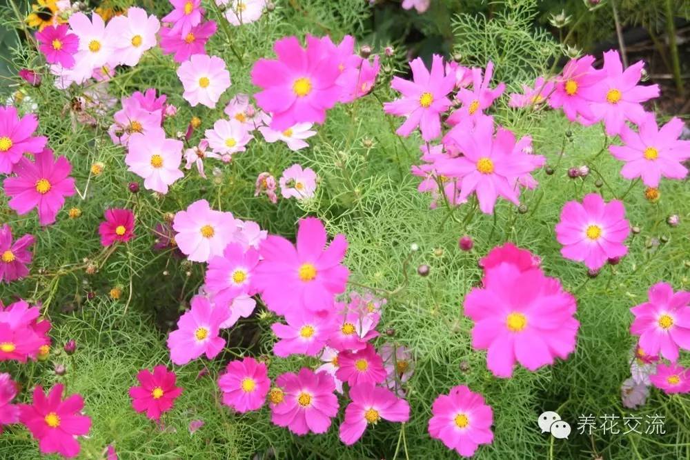 20种一二年生花卉,22种花朵