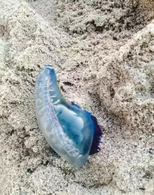 夏天带宝宝去海边玩注意什么,带娃到海边玩一定要注意安全