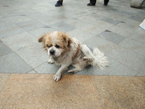 拯救狗狗不被蜜蜂蜇,拯救狗狗原版