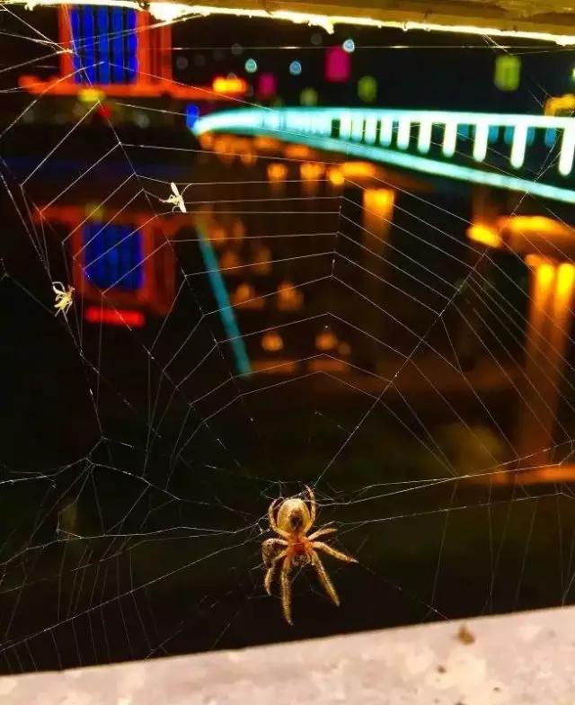 优秀手机摄影作品的五个要素,手机拍的作品