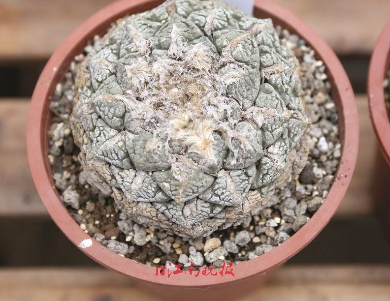 骨灰级玩家跟化石级玩家,骨灰级玩家聚会