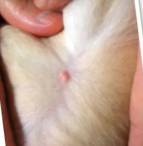狗狗身上长个肉球能手术吗,狗狗身上长粉色肉球