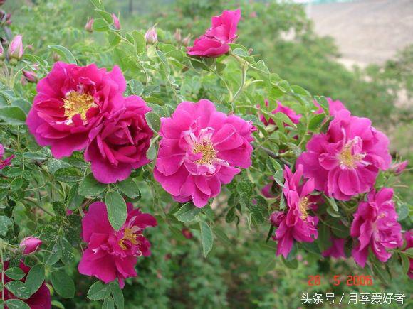 月季玫瑰蔷薇芍药牡丹的区别,蔷薇月季玫瑰区别是什么