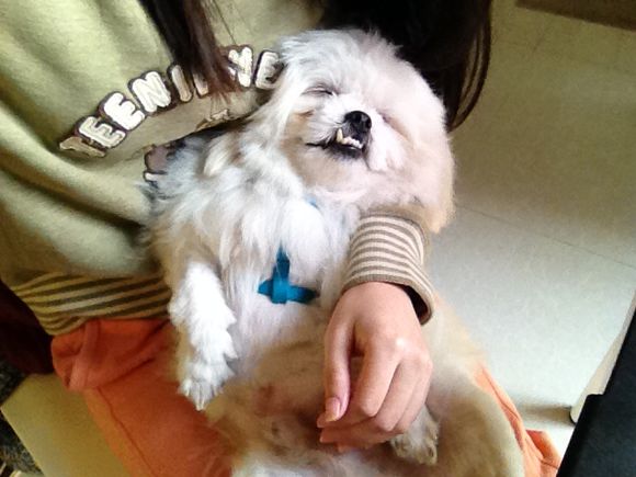 拯救狗狗不被蜜蜂蜇,拯救狗狗原版