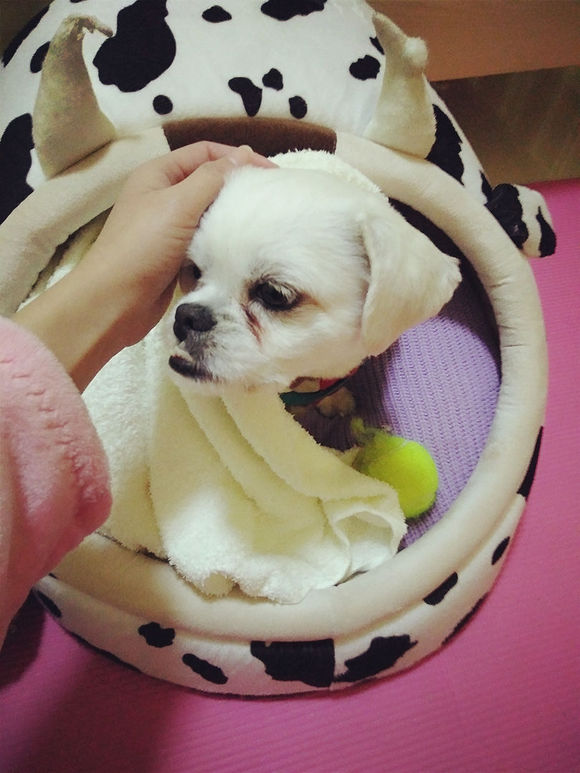 拯救狗狗不被蜜蜂蜇,拯救狗狗原版