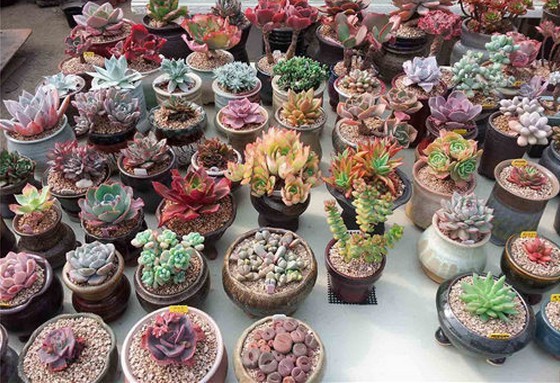 多肉被晒伤是因为紫外线太强吗,春天多肉搬出去露养怎么避免晒伤