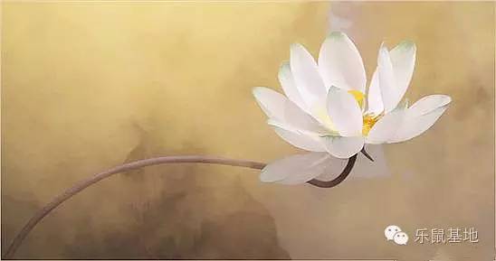 莲花很美,莲花应该怎么吃