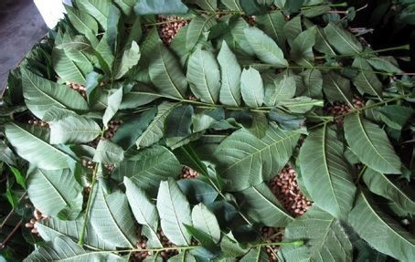 能不能晒好酱豆，曾是乡间评价巧妇的重要标准｜豫记