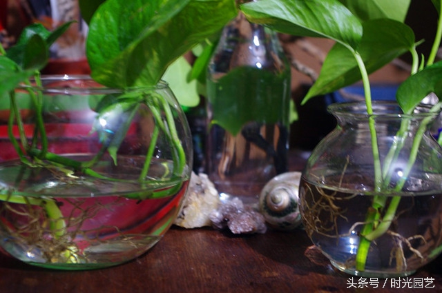 水培绿萝的自然笔记,水培绿萝和水培吊兰