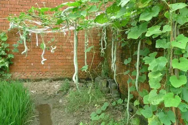 据说，渭南好多人都吃过这条青蛇！