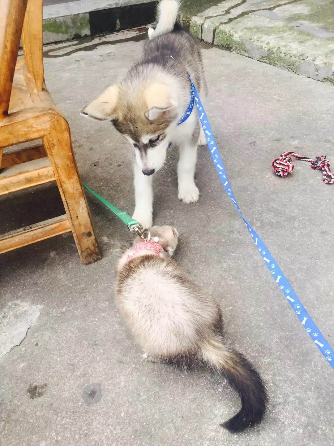 萌萌的安格鲁貂，连小哈士奇都这么喜欢它