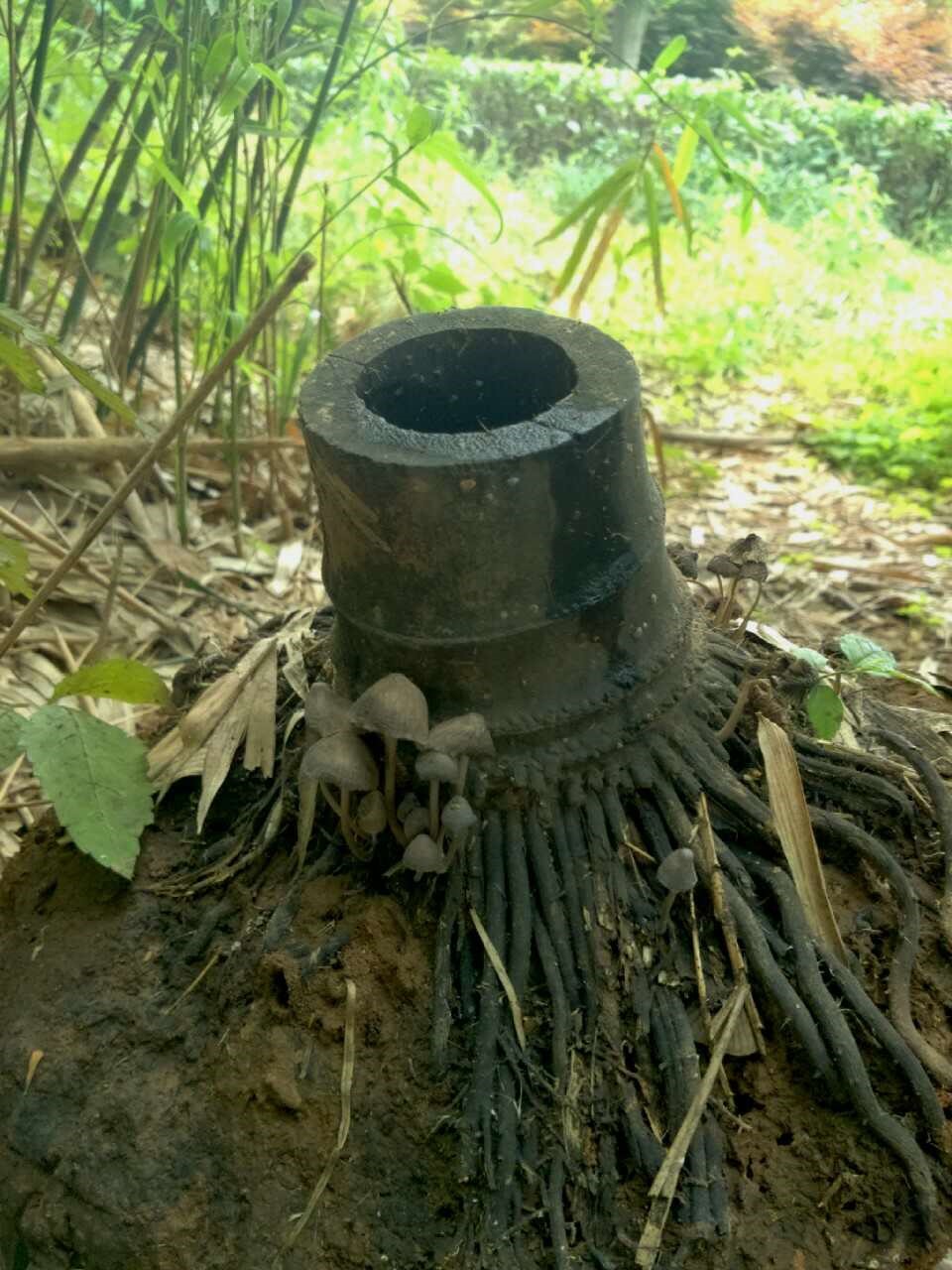 常见的小蘑菇有哪些,常见小蘑菇