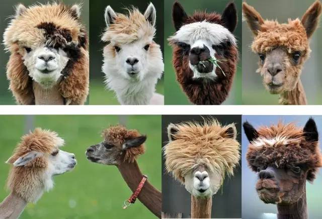 成都一套房的钱，在国外可以买些啥？看完我整个人都不好了