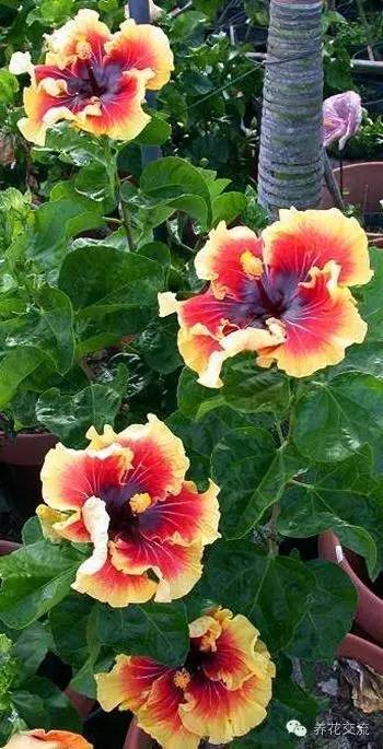 20种常见植物,常见的热带植物盆栽