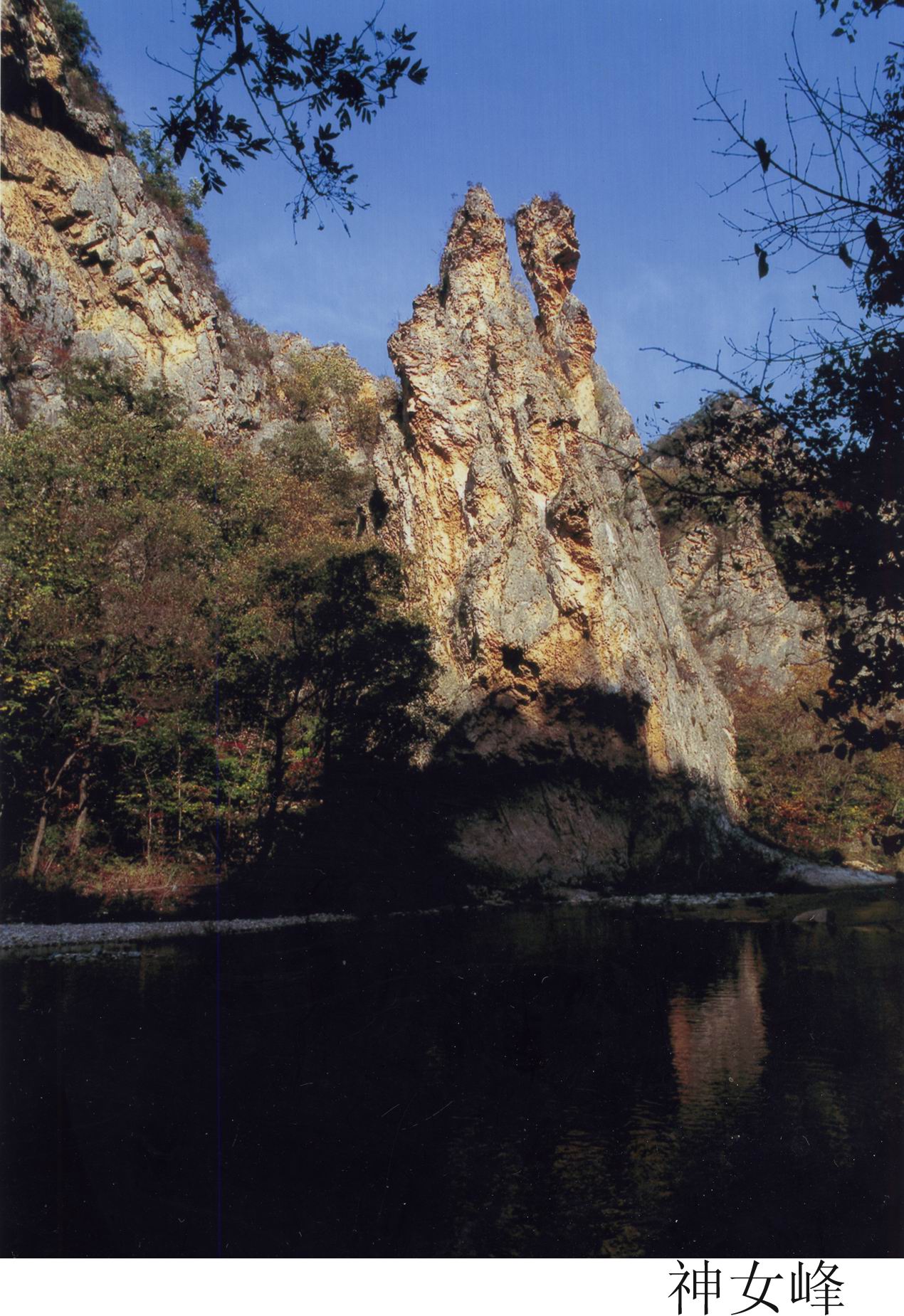 珍稀水源地,大连野生珍稀植物