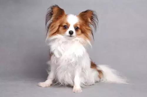 狗狗有泪痕还臭,狗狗有臭味是不是有病