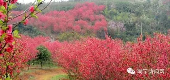 南宁漫山遍野的格桑花盛开,南宁最美小众花海