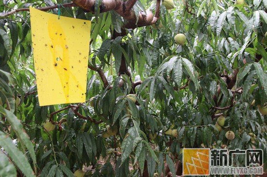 *小平邓**通讯连长才是真正开远蜜桃王