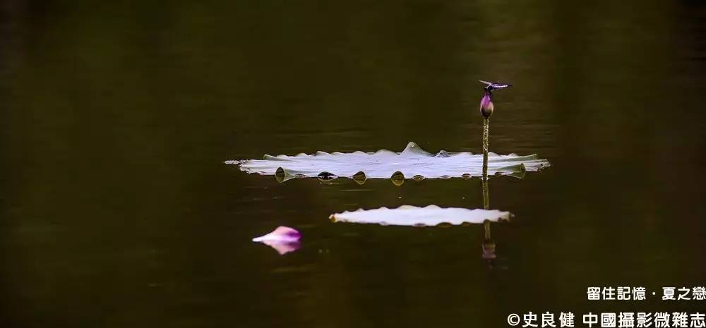 夏之恋全部图片,夏之恋完整版mv