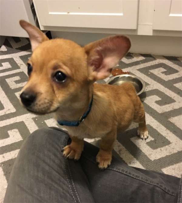 柯基和土狗的混血儿,马犬和柯基的混血后代