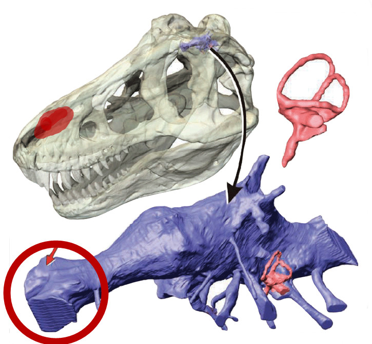 一锤子打断暴龙腿的中生代的“坦克”——甲龙