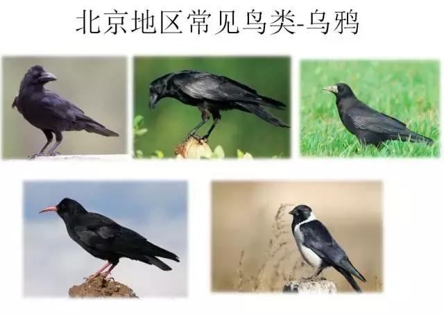 如果小鸟受伤了该怎么救助,野生小鸟受伤了怎么救它的