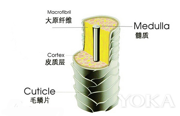 每次吹头发都掉一堆,头发稀疏掉发厉害真的有用吗