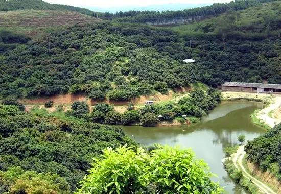 南宁周边农家乐哪里便宜又有果摘,南宁可以摘果的农家乐