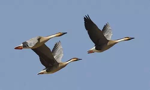 深度丨或转型或掉队微客行业走到生死路口