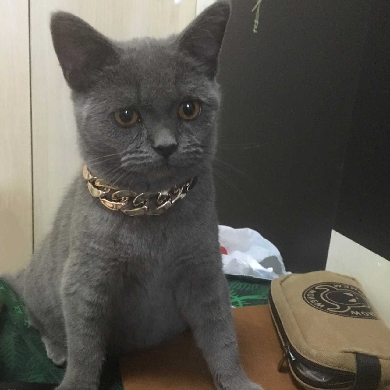 铲屎官血泪控诉，五大行为问题你家宠物有吗？