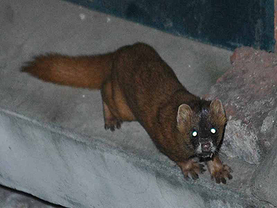 黄鼠狼被女子救下,小姑娘被黄鼠狼附身