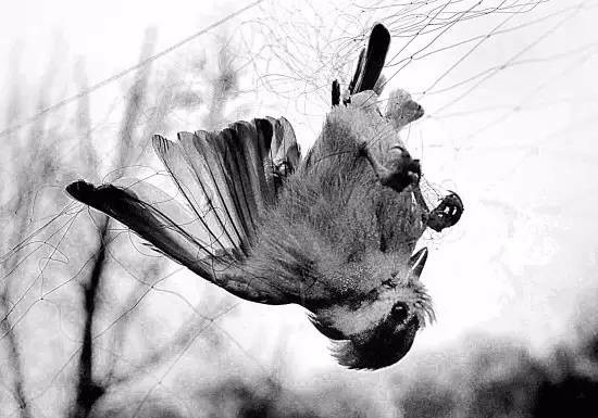 就因为你叫天籁，就可以整得这么玄乎？