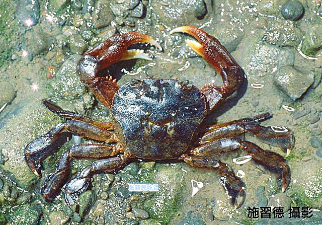 潮汕人腌制的螃蟹,潮汕人的腌制小河蟹