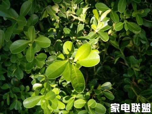 vivox7深度评测,vivox70标准版夜景视频测评