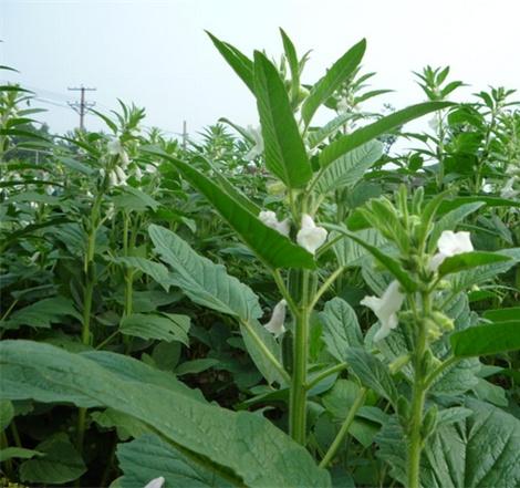 驱蚊神器第一名植物薄荷,香草真的有驱蚊效果吗