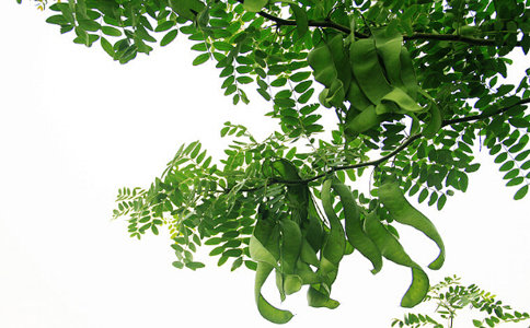 皂荚泡水喝功效,皂荚刺泡酒有啥作用