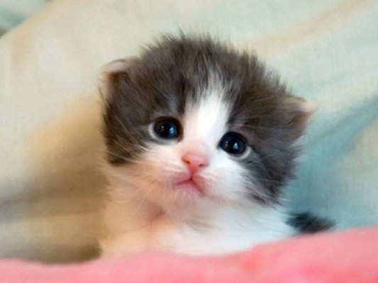 猫奴必懂的常识,猫奴必看完整版