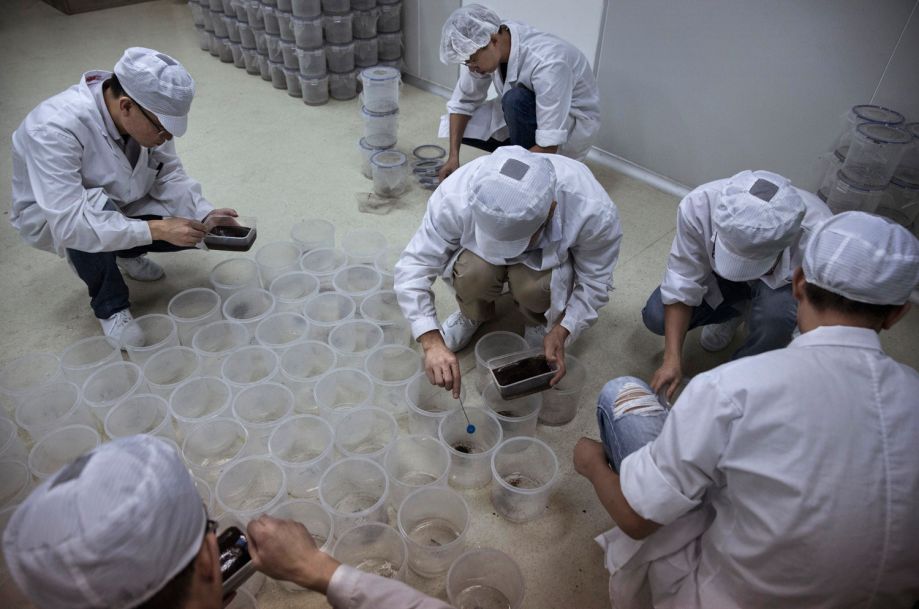 科学家尝试给蚊子做绝育,如何给一只蚊子做绝育