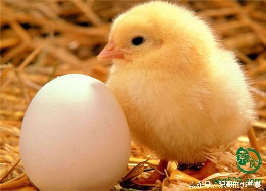 鸡蛋是荤还是素图片,鸡蛋是荤还是素菜