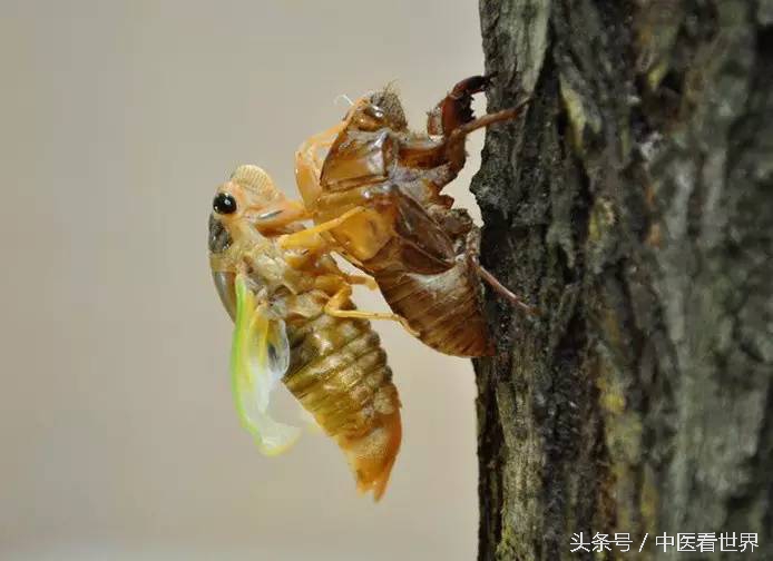 夏天能用什么药治皮肤病,夏天最管用的几种药