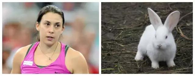 网络十二生肖搞笑,足球运动员十二生肖