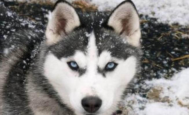 狗狗常见皮肤病区分,各个品种狗遗传疾病