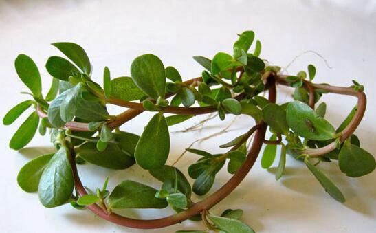 作用于肠道的抗生素,对肠道很有用的药