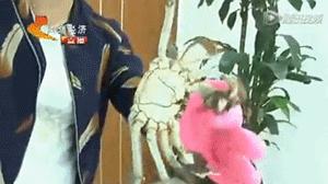 六月黄，令苏州人“魂牵梦萦”的那一口鲜嫩浓香的黄金膏油~来了！