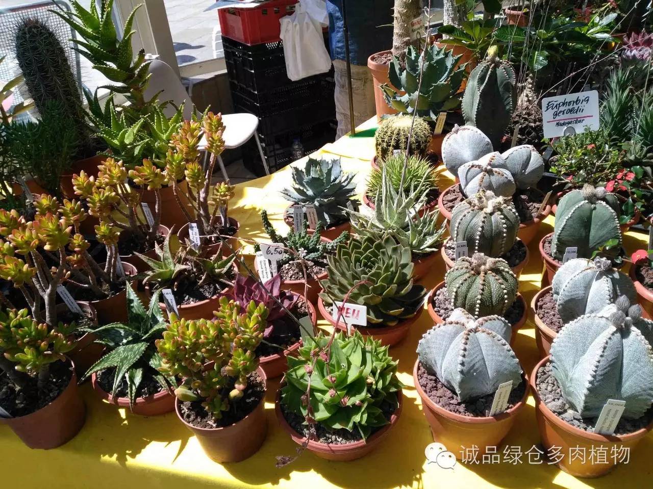 关于逛多肉市场,北方最大的多肉市场
