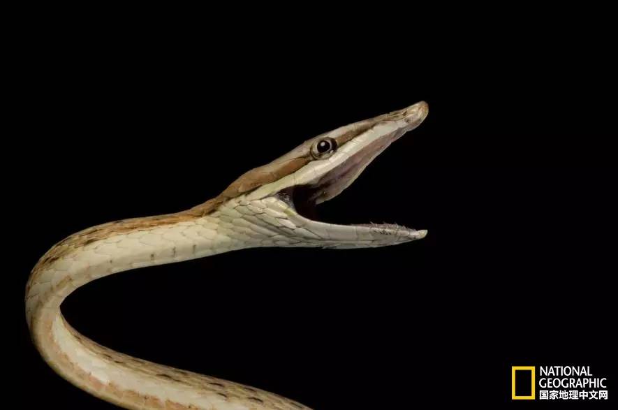 魔鬼充满诱惑力,原来恶魔也能被撩