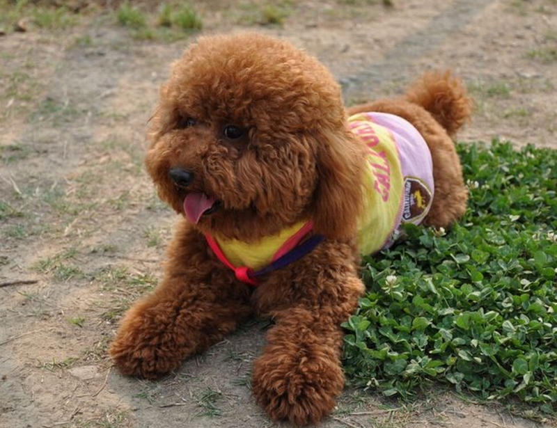 为了省钱自己给狗剪毛搞笑,给宠物狗剪毛它不听话怎么办